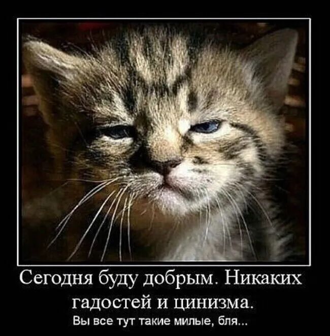 Сегодня буду добрым Никаіёих гадостей и цинизма Вы все тут такие милые бля