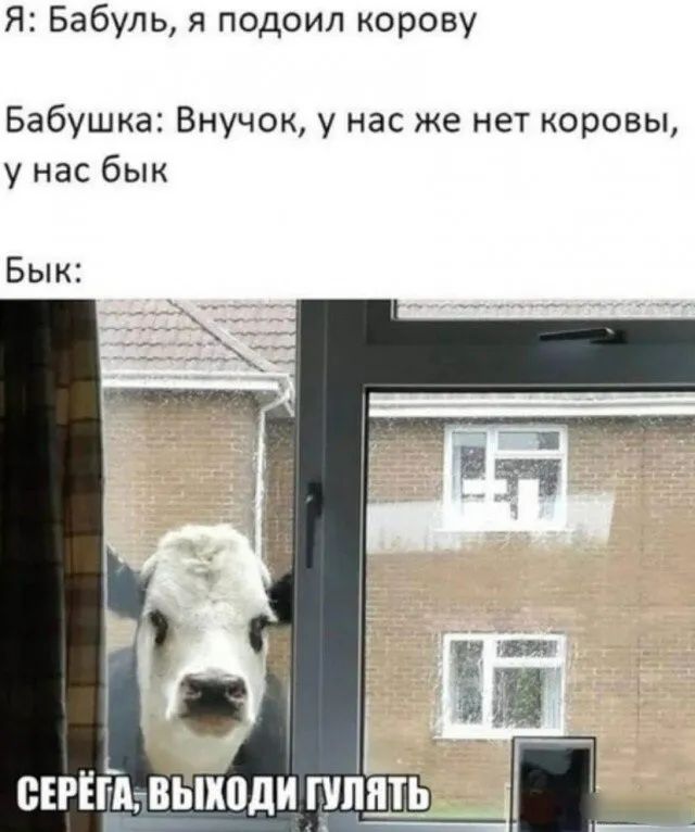 Я Бабуль я подоил корову Бабушка Внучок у нас же нет коровы у нас бык Бык сірійтвьіиоди тупить