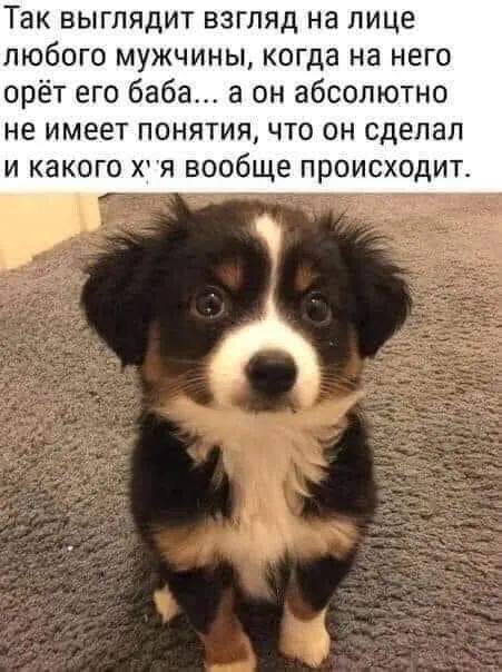 ак выглядит взгляд на лице любого мужчины когда на него орёт его баба а он абсолютно не имеет понятия что он сделал и какого хя вообще происходит