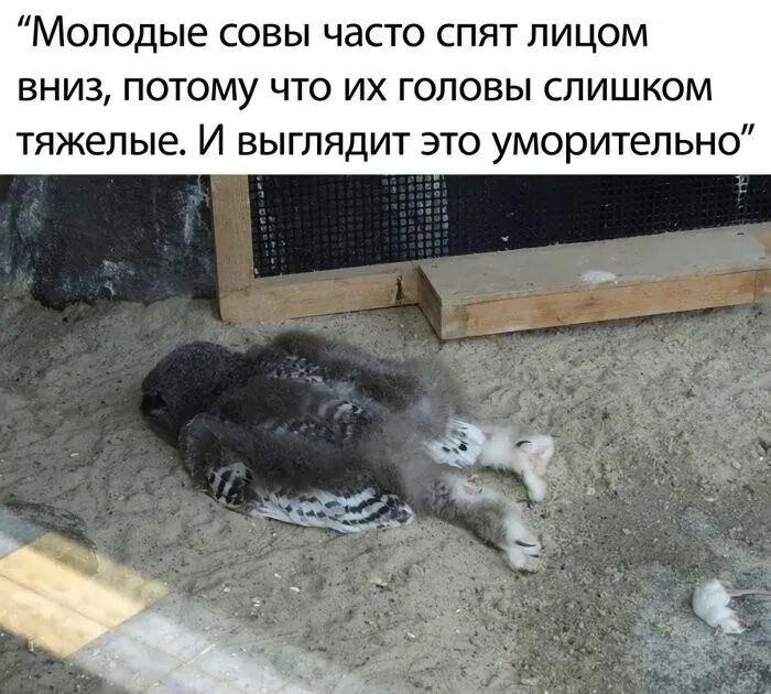 Молодые совы часто спят лицом вниз потому что их головы слишком тяжелые И выглядит это уморительно