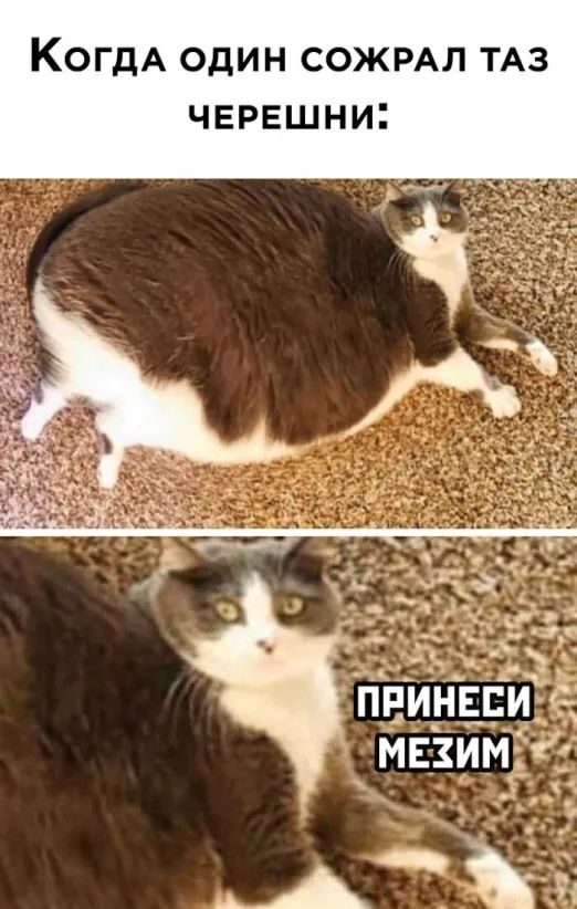 КОГДА ОДИН СОЖРАЛ ТАЗ ЧЕРЕШНИ