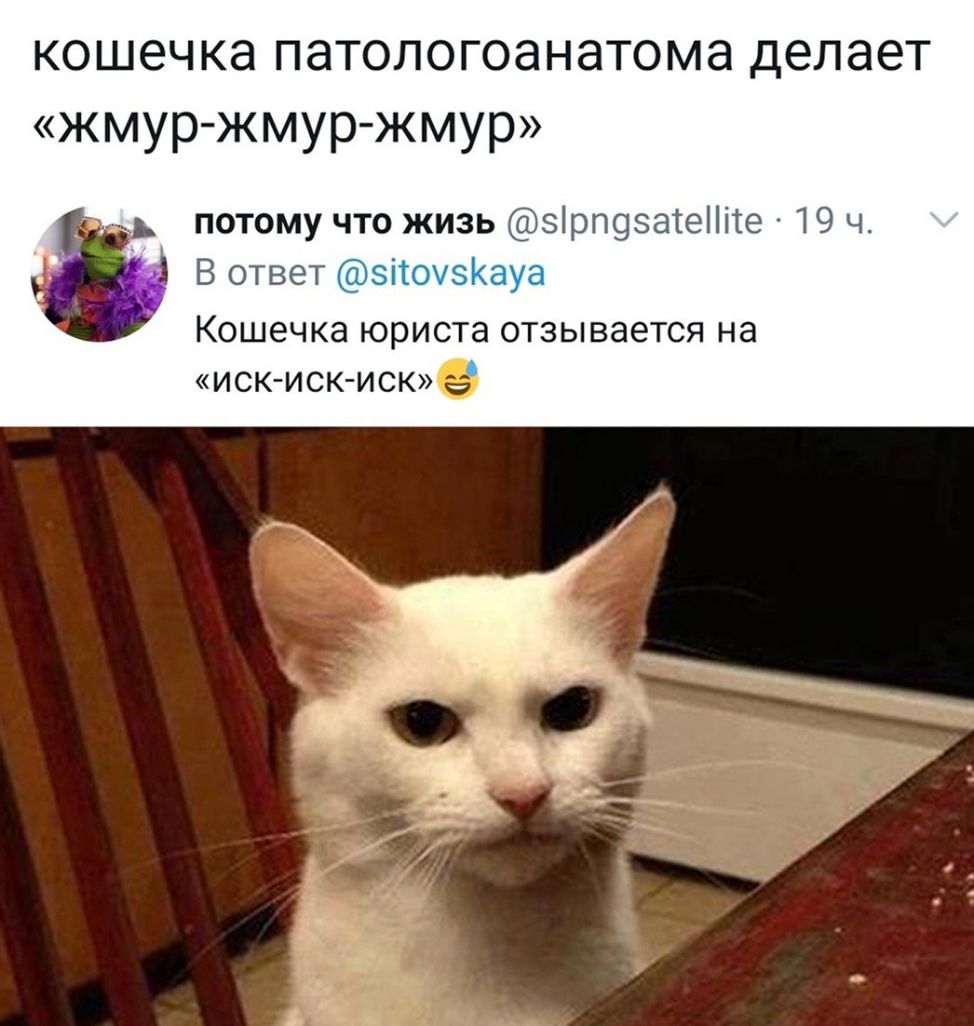 кошечка патологоанатома делает жмур жмур жмур нь потому что жизь эірщэаіеіііге 19 ч _іВответ 1і и Кошечка юриста отзывается на иск иск иск6