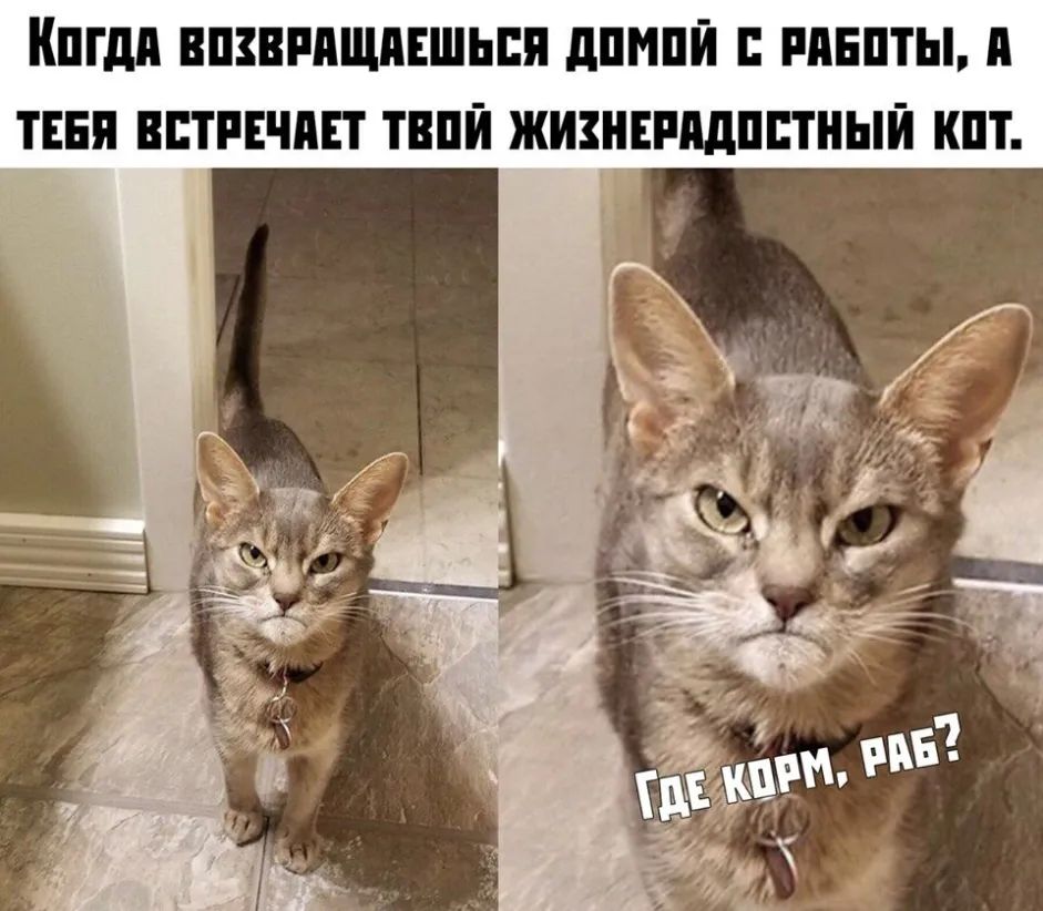 Кпгдп ВШВРПЩПЕШЬЕП дПМПЙ РАЕПТЫ ТЕБЯ ВПТРЕЧПЕТ ТВПЙ ЖИЗНЕРМШПТНЫЙ КПТ