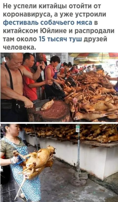 Не успели китайцы отойти от коронавируса а уже устроили фестиваль собачьего мяса в китайском Юйлине и распродали там около 15 тысяч туш друзей человека