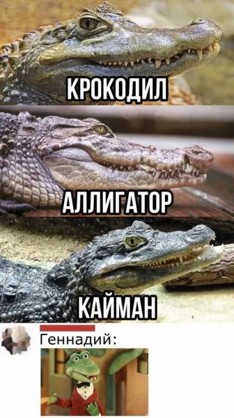 АлліАгАіпЁк