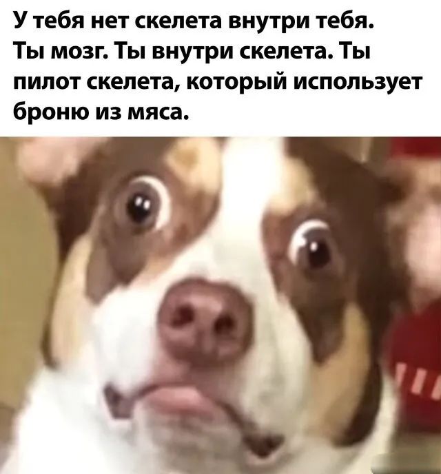 У тебя нет скелета внутри тебя Ты мозг Ты внутри скелета Ты пилот скелета который использует броню из мяса