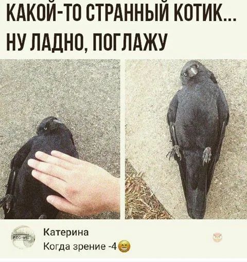 КАКОЙ ТП СТРАННЫЙ КОТИК НУ ЛАДНП ПЦГЛАЖУ ___ Катерина Когда зрение 4 о