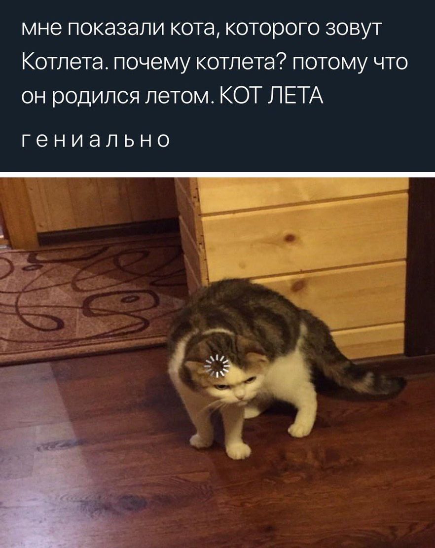 мне показали кота которого зовут Котлета почему котлета потому что он родился летом КОТ ЛЕТА гениально
