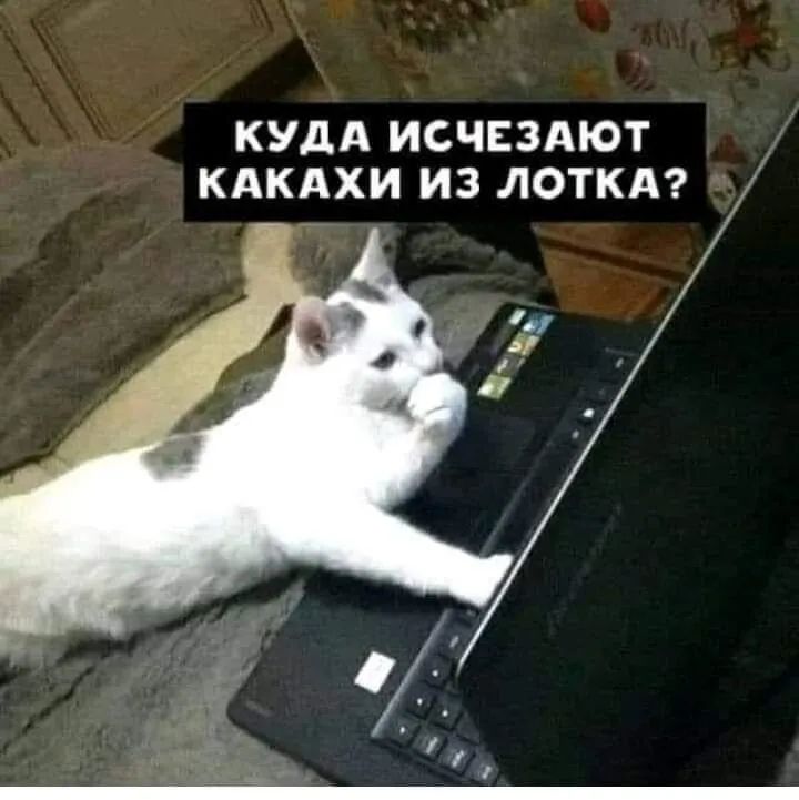 КУДА ИСЧЕЗАЮТ КАКАХИ ИЗ ЛОТКА