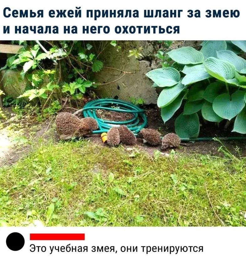 Семья ежей приняла шланг за змею и начала на него охотиться о учебная змея они тренируются