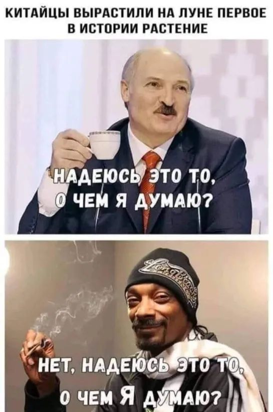 КИТАЙЦЫ ВЫРАСТИЛИ НА ЛУНЕ ПЕРВОЕ Б ИСТПРИИ РАСТЕНИЕ