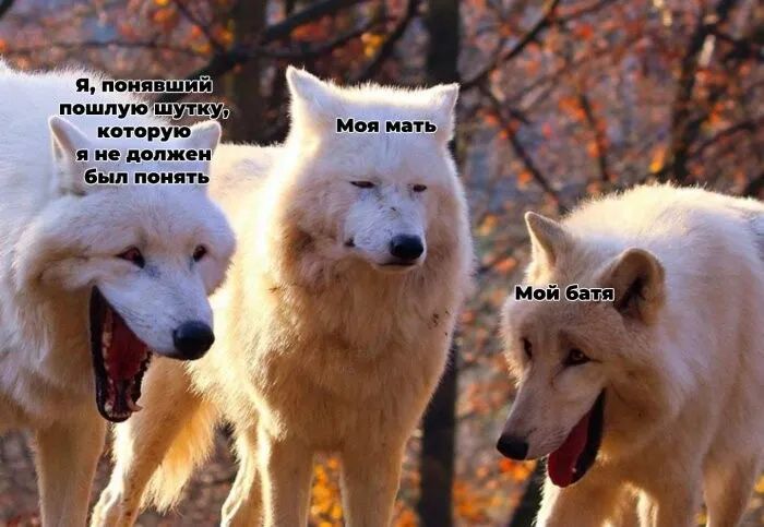 которую я не мпжеи Ёж понять