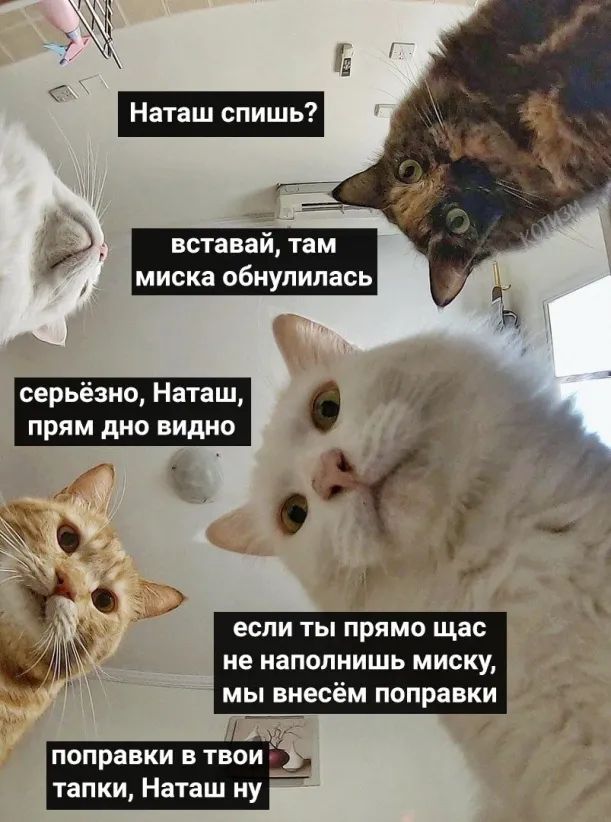 у вставай там миска обнулилась серьёзно Наташ прям дно видно 35 О если ТЫ ПРЯМО щас не напопнишь миску мы есём поправки поправки в твои тапки Наташ ну