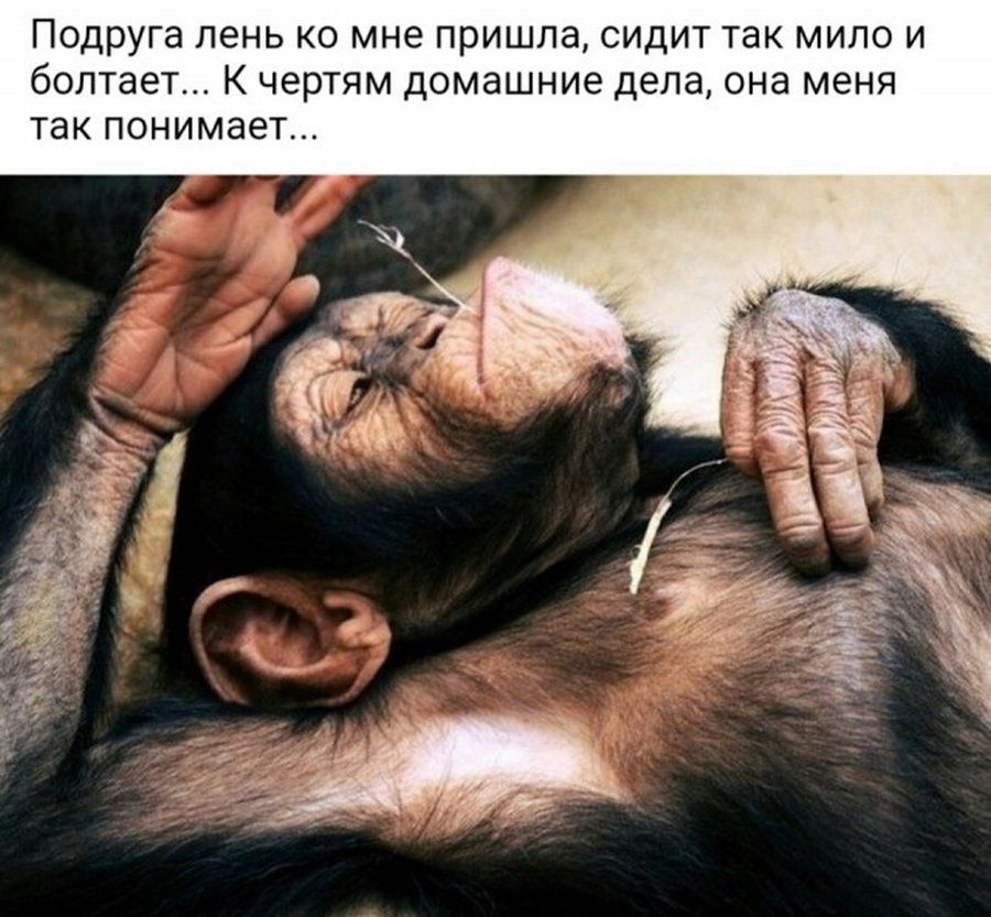 Подруга лень ко мне пришла сидит так мило и болтает К чертям домашние дела она меня ТЭК ПОНИМЭЭТ