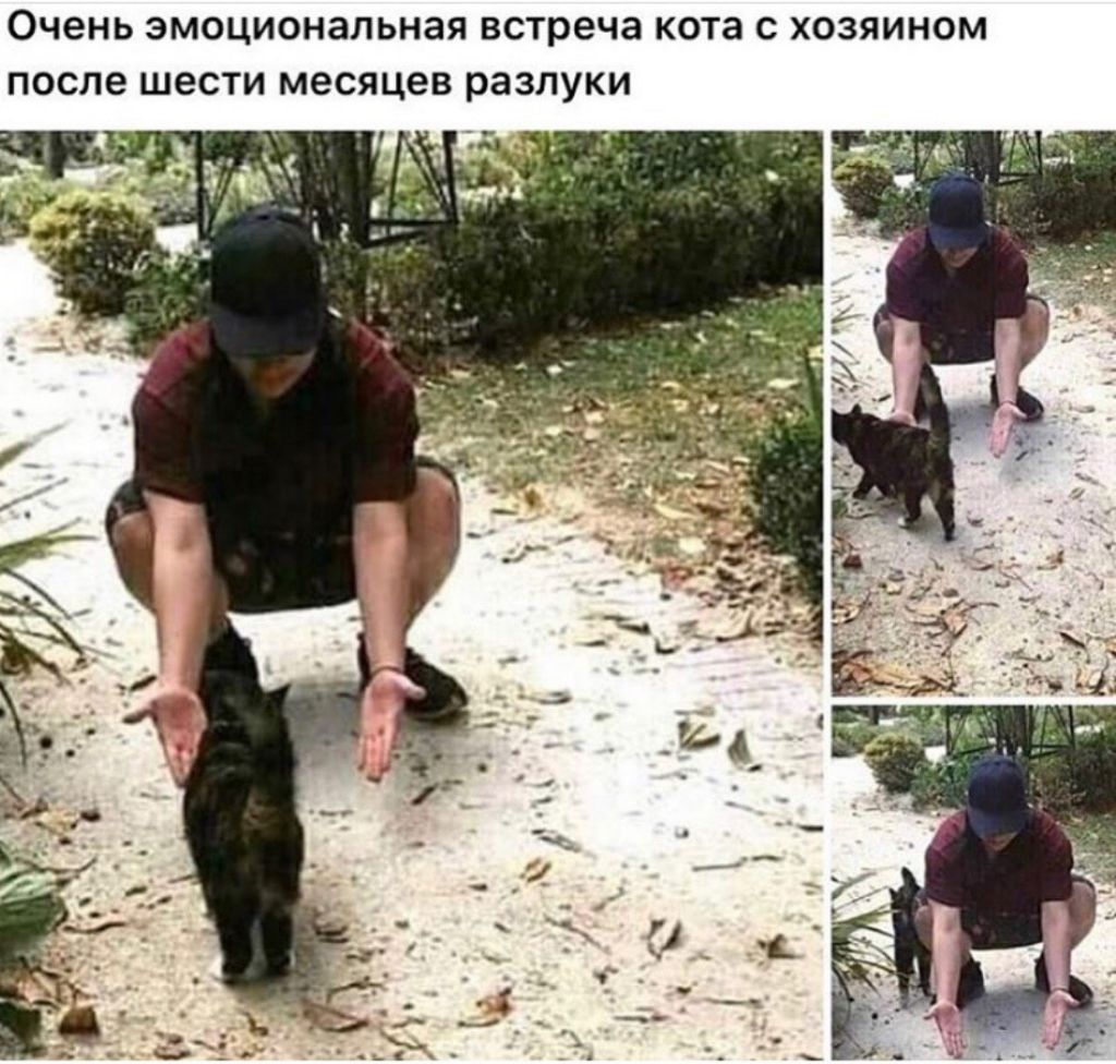 Очень ЭМОЦИОНЗЛЬНЗЯ встреча кота С ХОЗЯИНОМ после ШЕСТИ МЕСЯЦЕВ разлуки