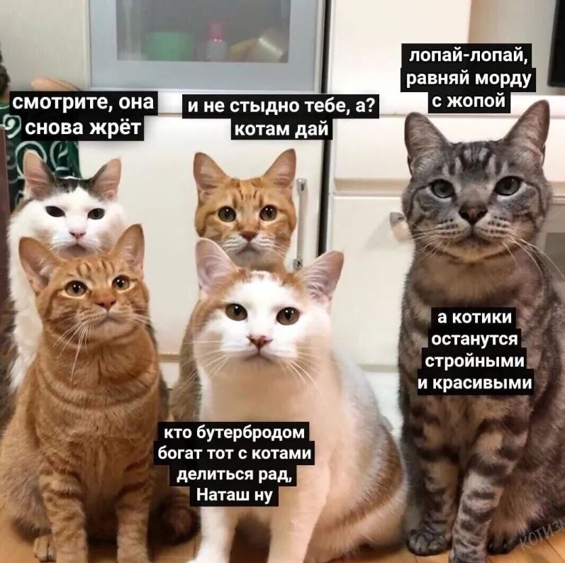 попай попай равняй морду а КОТИКИ останутся _ стройными и красивыми кто бутербродом богат тот с котами