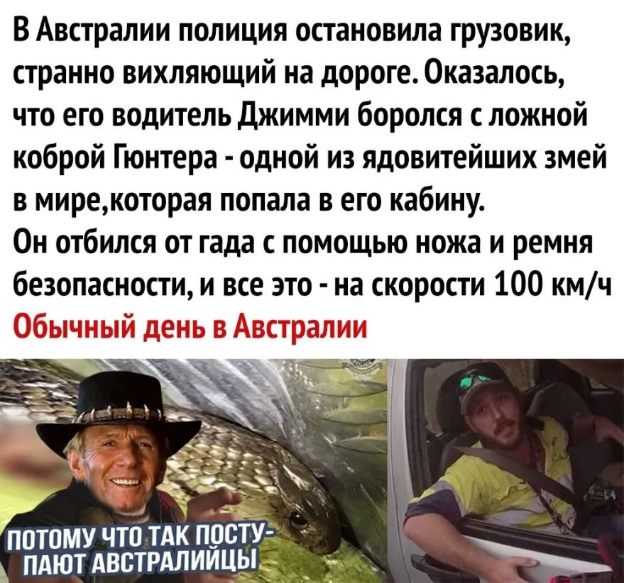 В Австралии полиция остановила грузовик странно вихляющий на дороге Оказалось что его водитель Джимми боролся с ложной коброй Гюнтера одной из ядовитейших змей в мирекоторая попала в его кабину Он отбился от гада с помощью ножа и ремня безопасности и все это на скорости 100 кмч ППТОМУ ЧТО ТАК ПОСТУ ПАЮТ АВБТРАЛИЙЦЫ