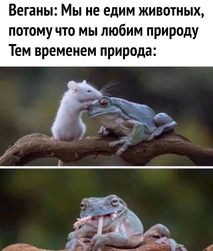 Веганы Мы не едим животных потому что мы любим природу Тем временем природа