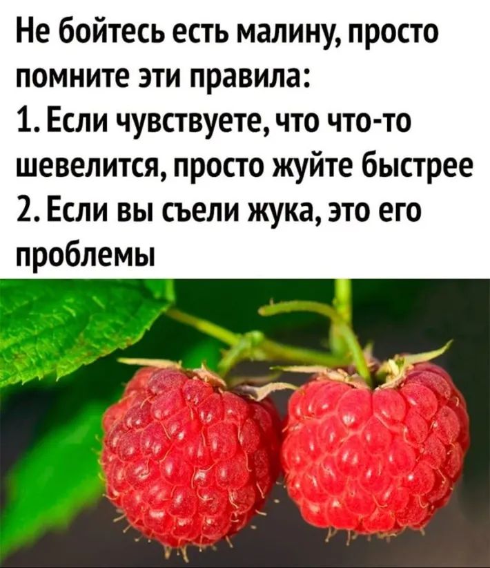 Не бойтесь есть малину просто помните эти правила 1 Если чувствуете что что то шевелится просто жуйте быстрее 2 Если вы съели жука это его проблемы