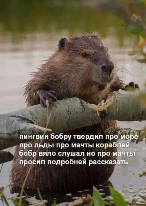 про Ады при мачты кора б вяпо спушап но про