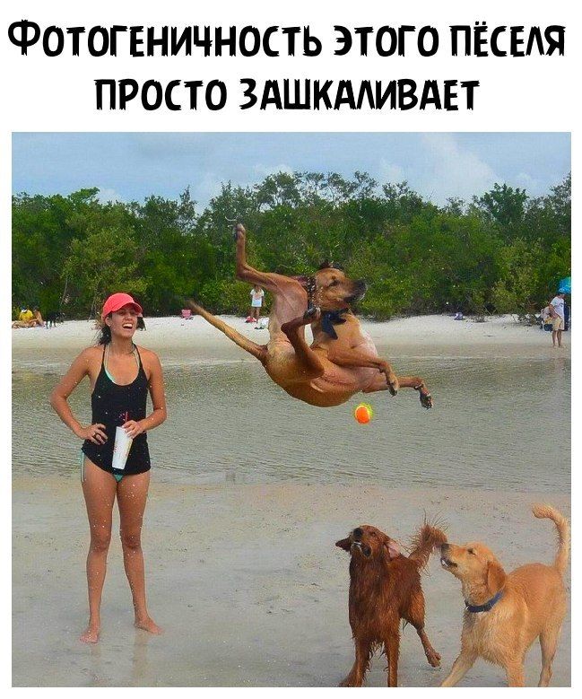 ФОТОГЕНИЧНОСТЬ ЭТОГО ПЁСЕАЯ ПРОСТО ЗАШКААИВАЕТ