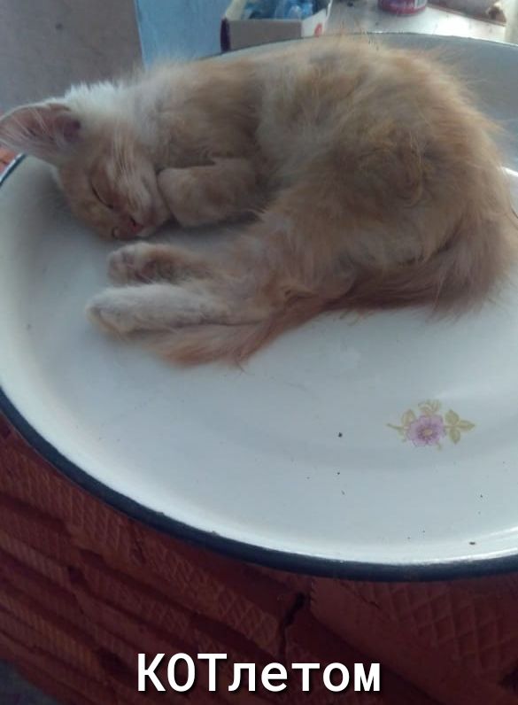 КОТлетом