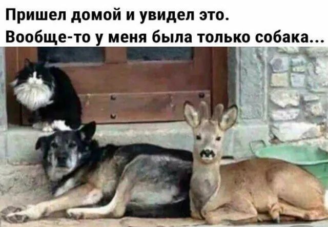 Пришел домой и увидел это Вообще то у меня была только собака гуч