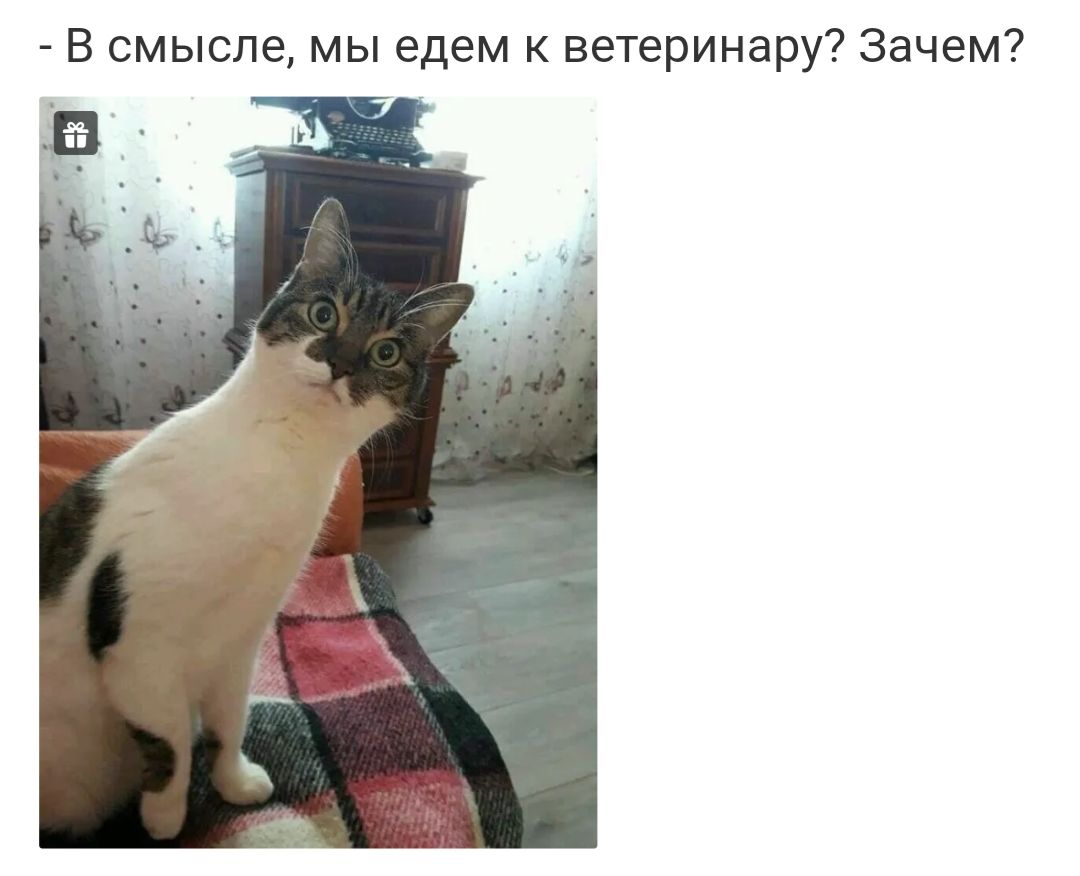 В смысле мы едем к ветеринару Зачем