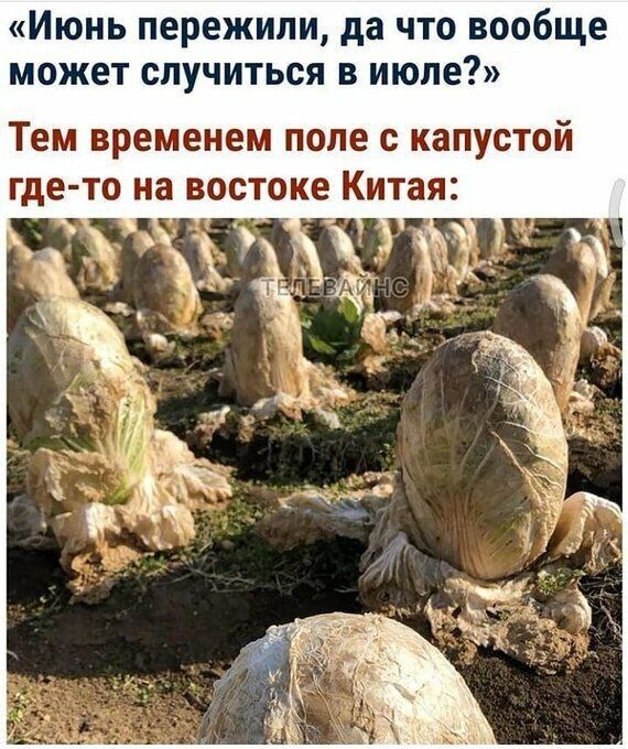 Июнь пережили да что вообще может случиться в июле Тем временем поле с капустой где то на востоке Китая