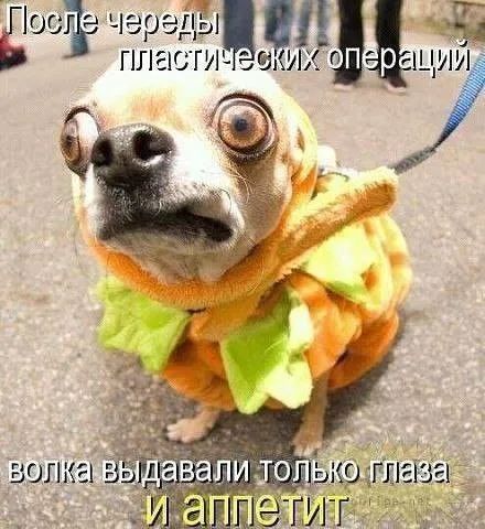 Лора іерЬ і Ь плас ги им ший