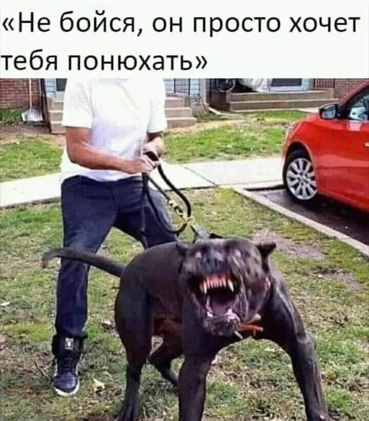 Не бойся он просто хочет тебя понюхать 1 _