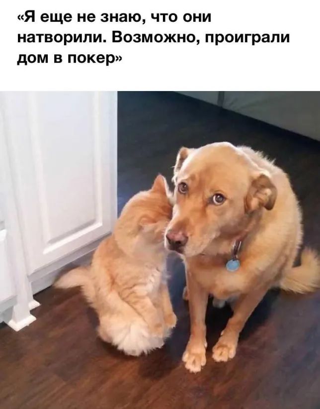 Я еще не знаю что они натворили Возможно проиграли дом в покер
