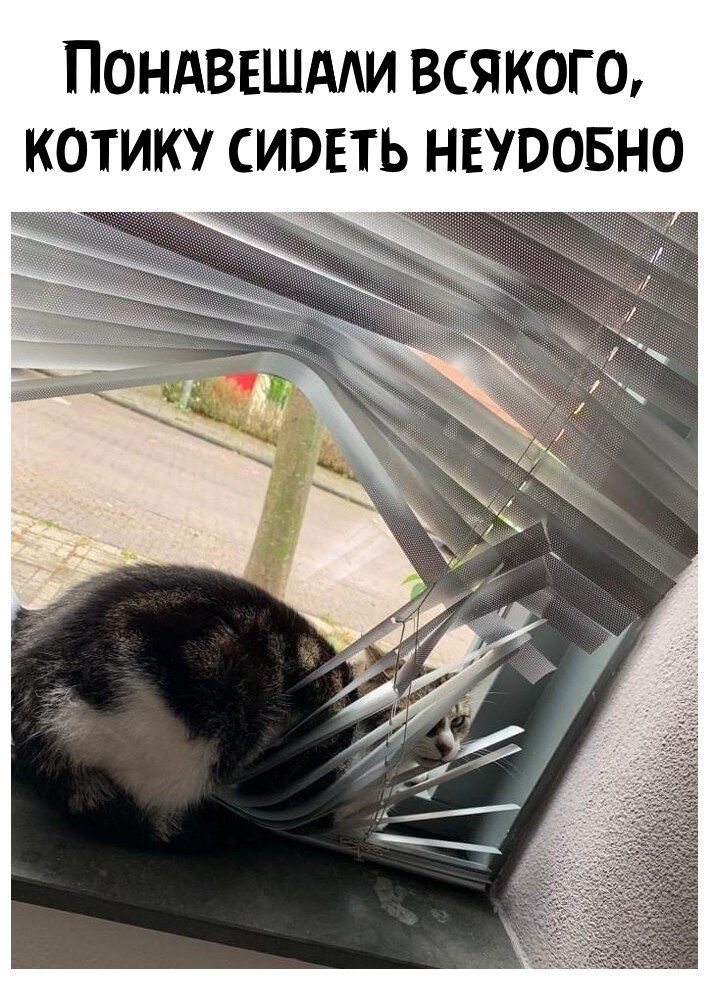 ПОНАВЕШААИ ВСЯКОГШ КОТИК СИВЕТЬ НЕЮОБНО