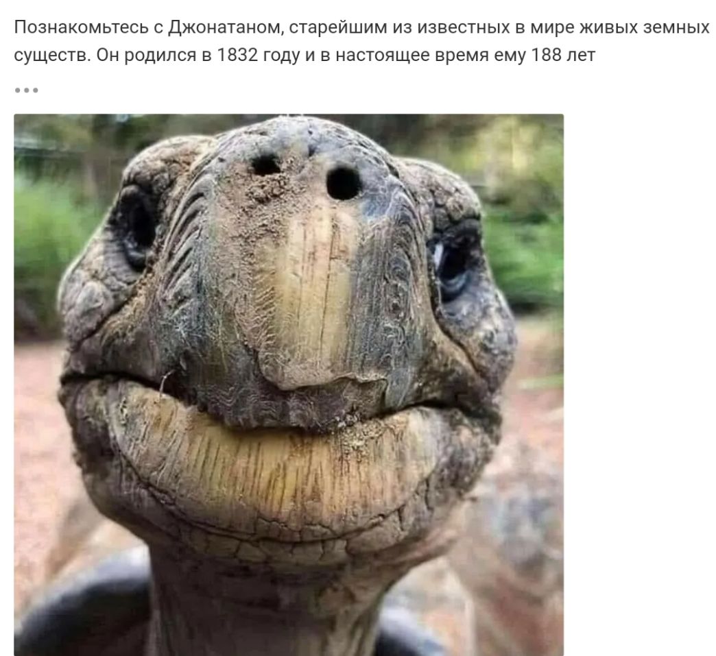 Познакомьтесь с Джонатаном старейшим из известных в мире живых земных существ Он родился в 1832 году и в настоящее время ему 188 лет