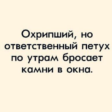 Охрипший но ответственный петух по утрам бросает камни в окно