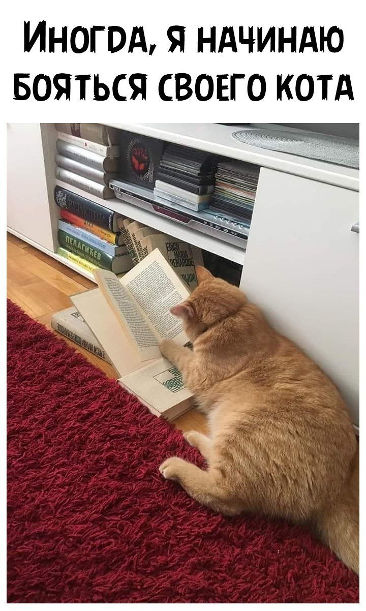 ИНОГОА Я НАЧИНАЮ БОЯТЬСЯ СВОЕГО КОТА
