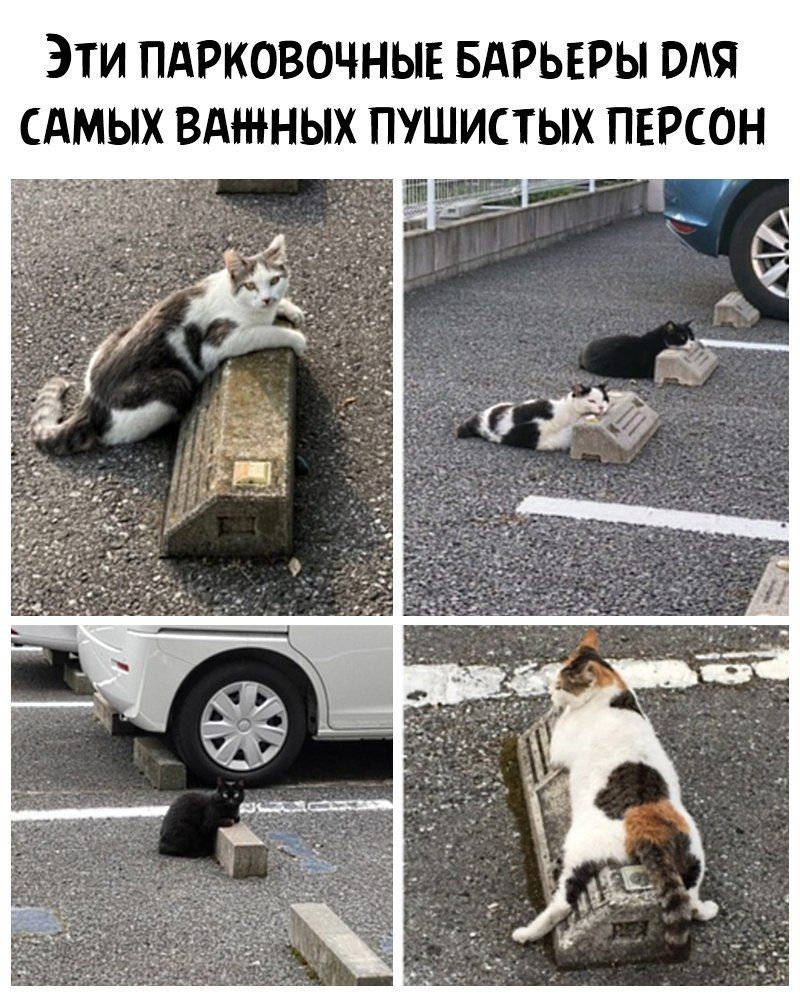 ЭТИ ПАРКОВОЧНЫЕ БАРЬЕРЫ РАЯ САМЫХ Вді ННЫХ ПУШИСТЫХ ПЕРСОН