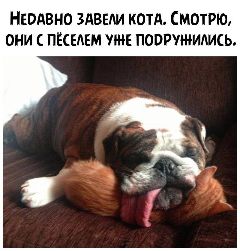НЕОАВНО ЗАВЕАИ КОТА СМОТРЮ ОНИ С ПЁСЕАЕМ УЖЕ ПООРЛ НИАИСЬ