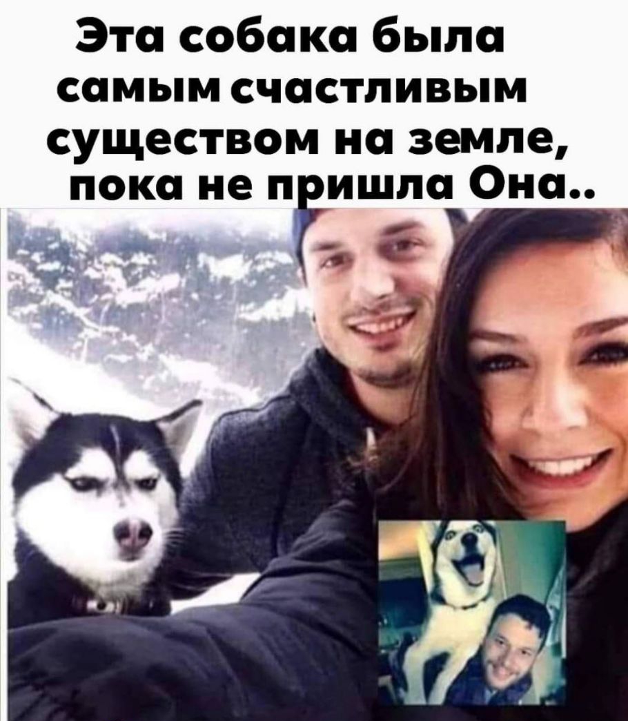 Эта собака было самым счастливым существом на земле пока не пгишпа Она