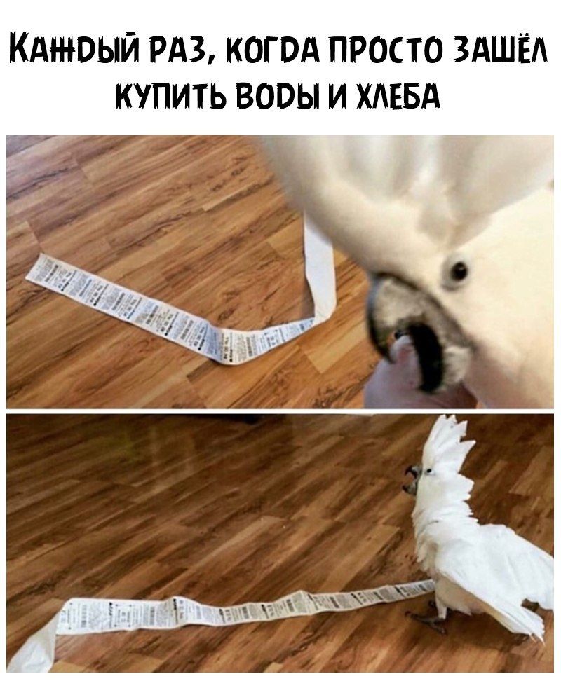 КАОЫЙ РАЗ КОГВА ПРОСТО ЗАШЁА КУПИТЬ ВООЫ И ХАЕБА