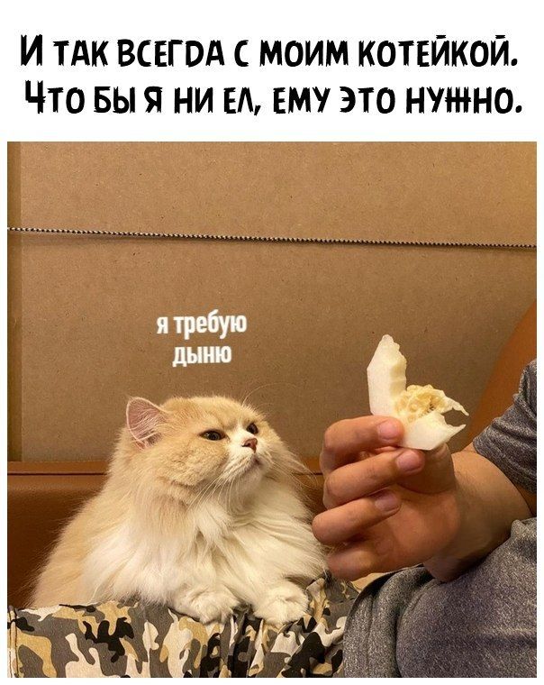 И ТАК ВСЕГВА С МОИМ КОТЕЙКОЙ іТО БЫ Я НИ ЕА ЕМУ ЭТО НУЖНО