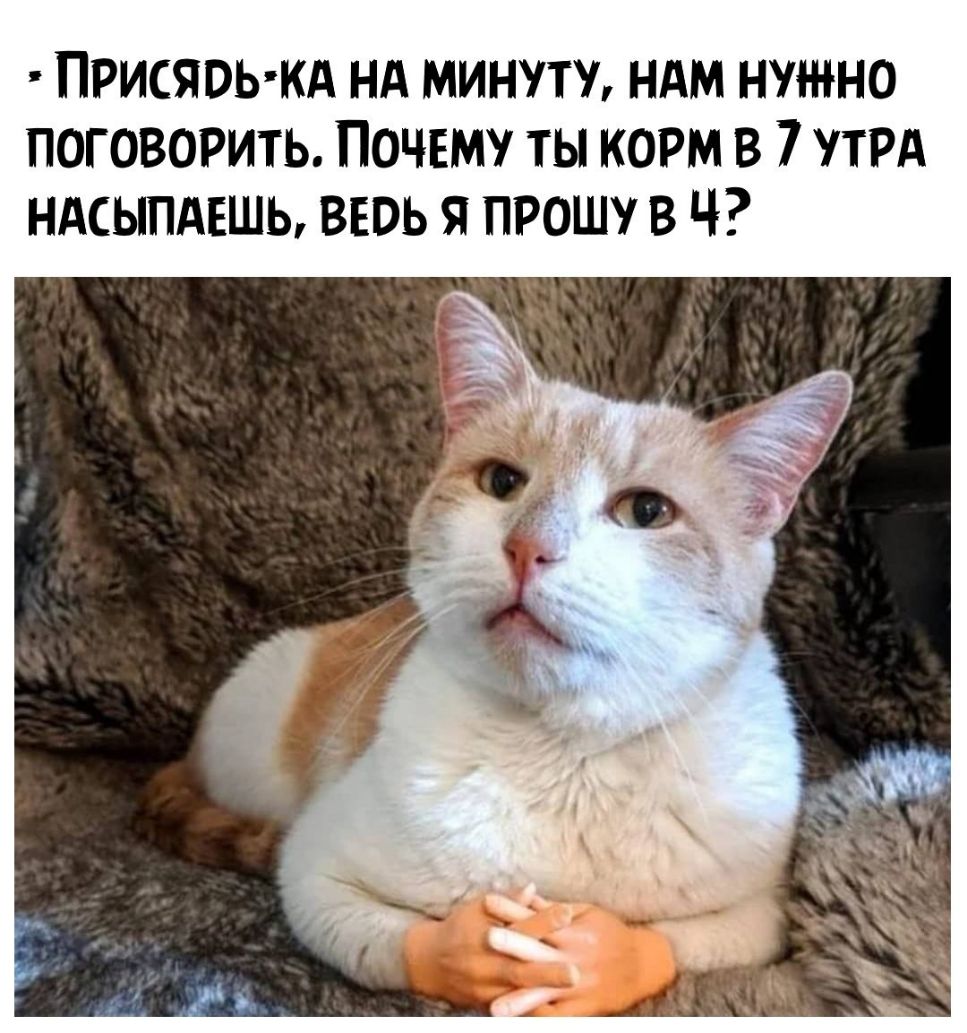 ПРИСЯВЬКА НА МИНУТУ НАМ НУЖНО ПОГОВОРИТЬ ПОЧЕМУ ТЫ КОРМ В 7 УТРА НАСЫПАЕШЬ ВЕВЬ Я ПРОШУ В Ч к