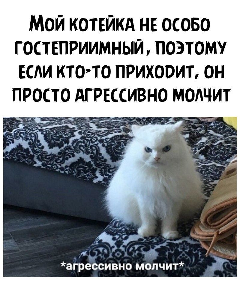 МОЙ КОТЕЙКА НЕ ОСОБО ГОСТЕПРИИМНЫЙ ПОЭТОМУ ЕСАИ КТОТО ПРИХООИЪ ОН ПРОСТО АГРЕССИВНО МОАЧИТ агрессивно молчит
