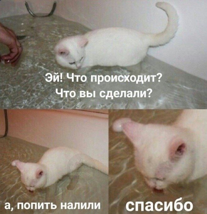 а попить налили спасибо