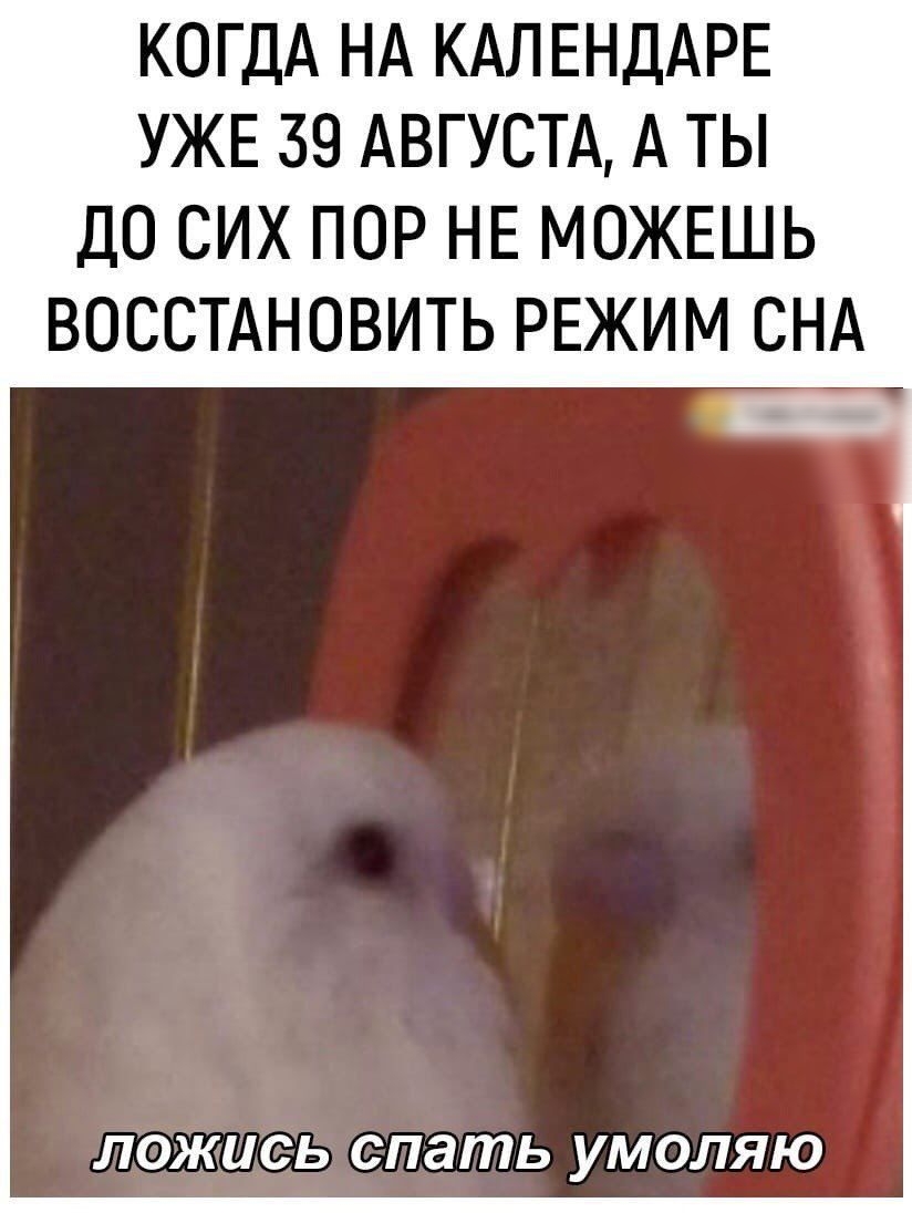 КОГДА НА КАЛЕНДАРЕ УЖЕ 39 АВГУСТА А ТЫ ДО СИХ ПОР НЕ МОЖЕШЬ ВОССТАНОВИТЬ РЕЖИМ СНА ЛОЖЦСЬ спать УМОЛЯЮ