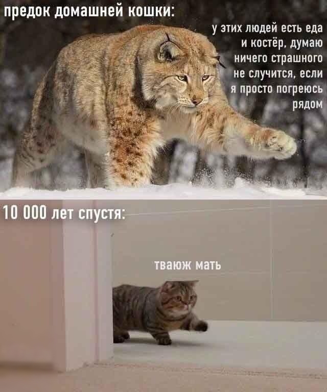 предок домашней кошки у этих людей есть еда и костёр думаю ничего страшного не случится если и просто потрвюсь