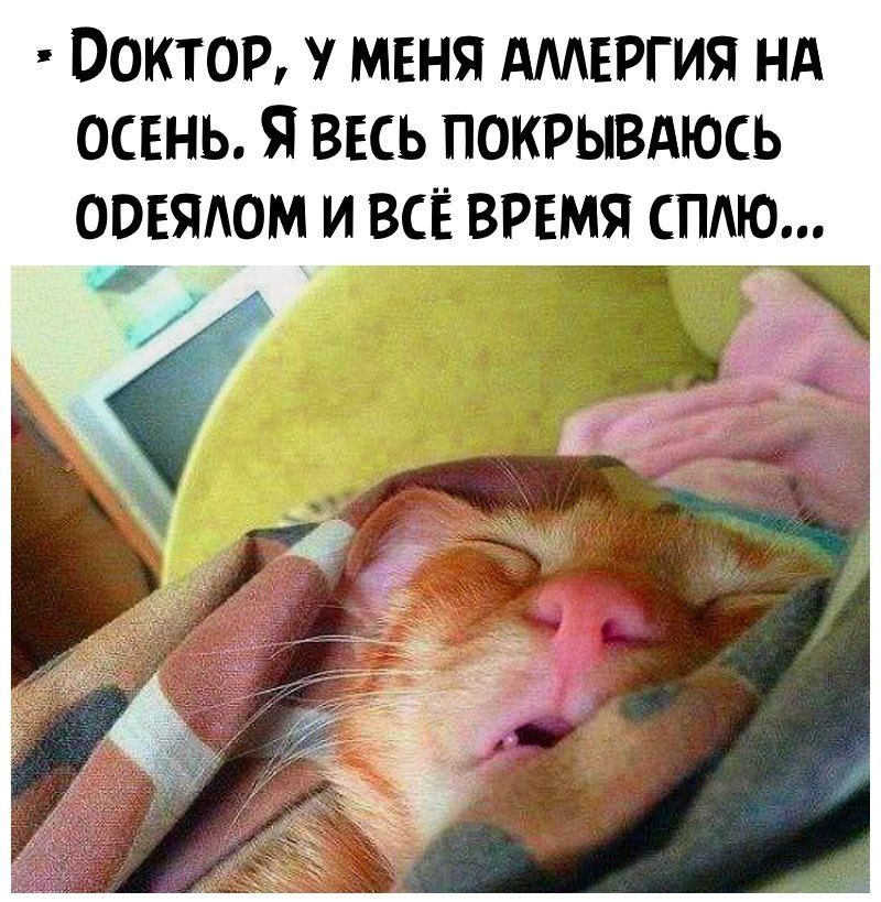 00КТ0Р МЕНЯ АМЕРГИЯ НА ОСЕНЬ Я ВЕСЬ ПОКРЫВАЮСЬ ОПЕЯАОМ И ВСЁ ВРЕМЯ СПАЮ