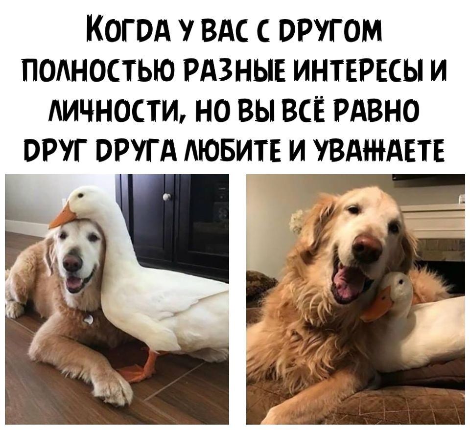 КОГВА ВАС С ОРУГОМ ПОАНОСТЬЮ РАЗНЫЕ ИНТЕРЕСЫ И АИЧНОСТИ НО ВЫ ВСЁ РАВНО ВРУГ ОРУГА АЮБИТЕ И УВАЖАЕТЕ
