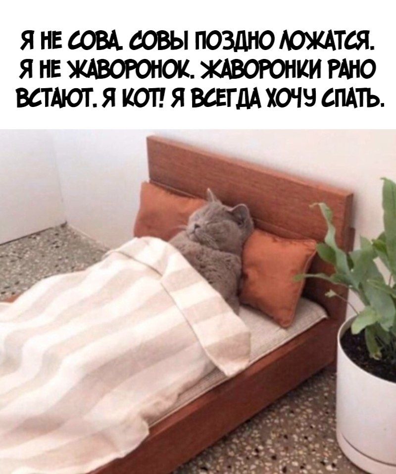 Я НЕ СОВА совы ПОЗДНО ЮЖАТСЯ Я НЕ ЖАВОРОНОК ЖАВОРОНКИ РШО ВСТМОТ Я КОТ Я ВСЕГДА ХОЧЧ СПАТЬ