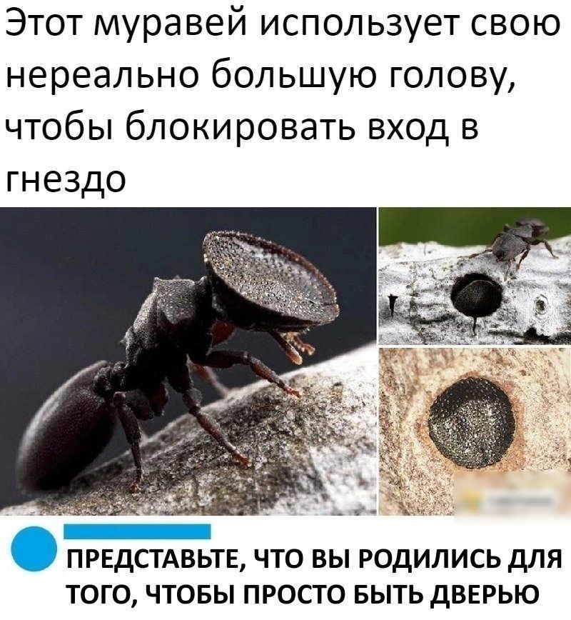 Этот муравей использует свою нереально большую голову чтобы блокировать вход в гнездо ПРЕДСТАВЬТЕ ЧТО ВЫ РОДИЛИСЬ ДЛЯ ТОГО ЧТОБЫ ПРОСТО БЫТЬ ДВЕРЬЮ